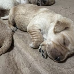 Golden Retriever Puppies from Golden Kiss Retrievers