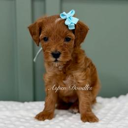 Lt Blue collar CAROL - Red  female Goldendoodle puppy in Salem, Utah from Aspen Doodles
