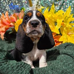 Kennedy - Black brown and white male Basset Hound puppy in Big Rapids, Michigan from Basket Hound Bassets