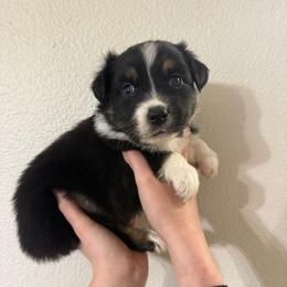 Utopia - Black tri-color male Australian Shepherd puppy in Weeki Wachee, Florida from Ace of Spades Australian Shepherds