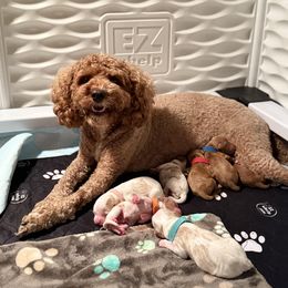 Cavapoo Puppies from Heritage Home Cavapoos