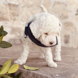 Goldendoodle and Poodle Puppies from Doodle Puppy Parti
