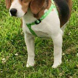 Beagles and Shiba Inu from JDCFARMS