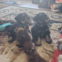 Miniature Schnauzer Puppies from Nature's Nook