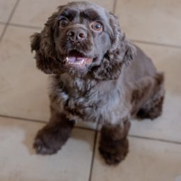 Cocker Spaniel All Grown Up from Once Upon a Time Cockers