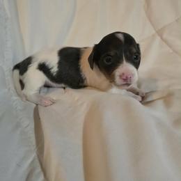 Opal - Blue and tan female Dachshund puppy in Washburn, Tennessee from Broken Arrow Miniature Dachshunds
