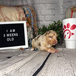 CHICK - Red merle female Miniature Australian Shepherd puppy in Peoria, Arizona from B My Sunshines Mini Aussies