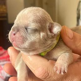 Tara - Blue tri-color female Bulldog puppy in Seneca, South Carolina from Burrell’s Bulldog Kingdom