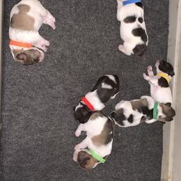 Miniature Schnauzer Puppies from Circle R Ranch