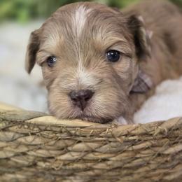 Briar - Merle male Shihpoo puppy in Hartville, Missouri from Petty Paws