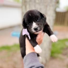 Honey - Black and white female Pomsky puppy in Cleveland, Ohio from Lake Point Pomskies
