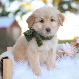 Sol - Gold male Bordoodle puppy in Conway, Missouri from 2J 2K Bordoodles