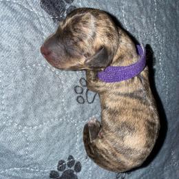 Wiccan- Bruno- Purple - Brindle male Dachshund puppy in Pittsburg, California from Super Hero Dachshunds