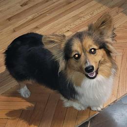 NOVA - Pembroke Welsh Corgi