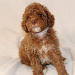 Feliz (Purple collar girl) - Brown female Cavapoo puppy in Eagle Mountain, Utah from Liberty Farms Puppies