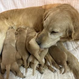 Boy 3 - Golden male Golden Retriever puppy in Tonasket, Washington from Denzil’s Goldens