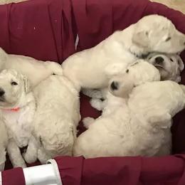 Poodles from V & E Standard Poodles