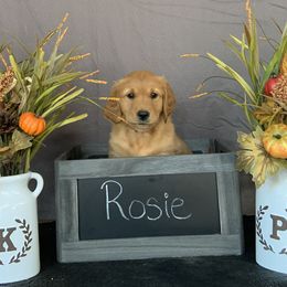 Golden Retriever Puppies from KP Golden Retrievers