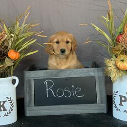 Golden Retriever Puppies from KP Golden Retrievers