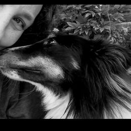 Paisley - Shetland Sheepdog