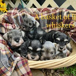 Miniature Schnauzer puppies from Faith Farm Miniature Schnauzers