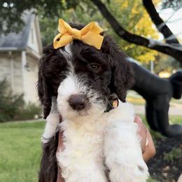 Labradoodle Puppies from Lovely Labradoodles