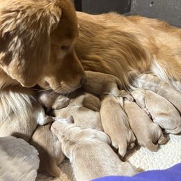 Boy 7 - Golden male Golden Retriever puppy in Joliet, Illinois from Breezewood Kennel