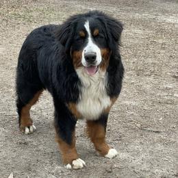 Buford - Bernese Mountain Dog