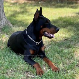 Vlad - Doberman Pinscher