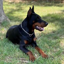 Vlad - Doberman Pinscher