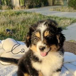 Miniature Australian Shepherd Puppies from DLT MiniAussie