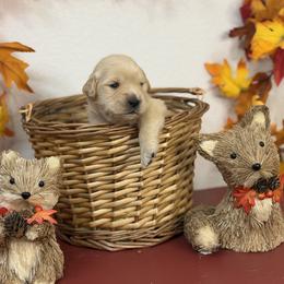 Girl 2 - female Golden Retriever puppy in Overton, Nevada from Sinfully Sweet Kennel