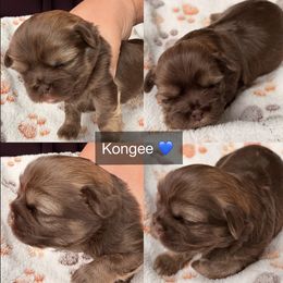 Kongee - Chocolate and tan male Shih Tzu puppy in Orange, California from Shih Tzu Hauz
