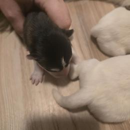 Girl 3 - Black and white female Siberian Husky puppy in Killeen, Texas from Jackson's Siberians