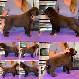 Labrador Retriever Puppies from Top Gun Labradors