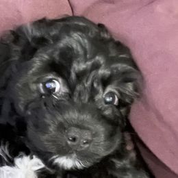Cockapoos, Shihpoos, Shih Tzus, Shorkies, and Yorkipoos from Christina’s Puppy Utopia