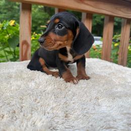 Boy 2 - Black and tan male Dachshund puppy in Stilwell, Oklahoma from Johnson Dachshund’s