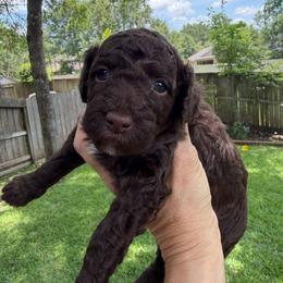 Bonnie - Chocolate female Goldendoodle puppy in Montgomery, Texas from Texas Bello Doodles