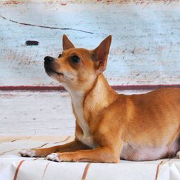 Winnie - Chihuahua