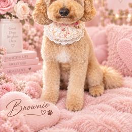 Brownie - Goldendoodle