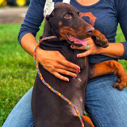Snell's Gloria - Red and rust female Doberman Pinscher puppy in China Township, Michigan from Snell's Superior Kennel Dobermann & GSP