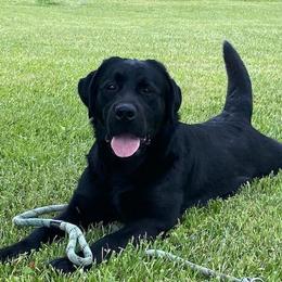 Deanna - Black female Labrador Retriever puppy in Maynardville, Tennessee from Three Bears Labradors