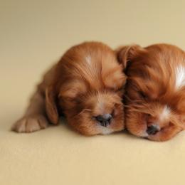 Cavalier King Charles Spaniel Puppies from Sweet Southern Cavaliers