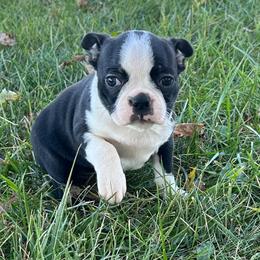 Willa - Black and white female Boston Terrier puppy in Fillmore, Illinois from Wind Hill Puppies