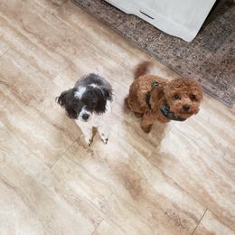 Poodle All Grown Up from M & M Poodles