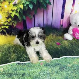 Oreo - Black & tan tri-color male Morkie puppy in Davie, Florida from Sweet Peluditos