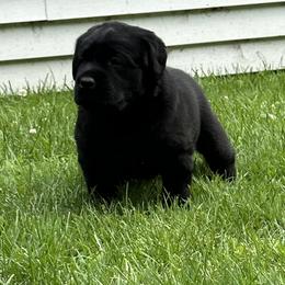 Labrador Retriever Puppies from Findaway Labradors