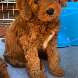 Birch from Olive “Tree litter” - Red  Goldendoodle puppy in Petaluma, California from Josie’s Doodles