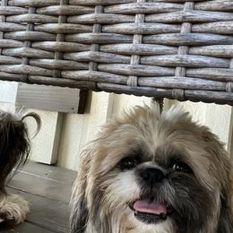 Mickey - Shih Tzu