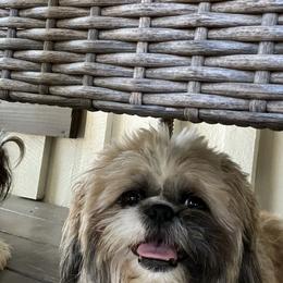 Mickey - Shih Tzu
